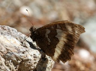 Kara Murat (Brintesia  circe)