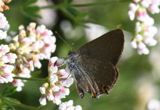 Minik Sevbeni (Satyrium acaciae)