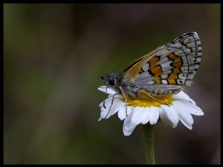 Sar Bandl Zpzp (Pyrgus sidae)
