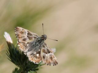 ark Zpzp (Carcharodus orientalis)