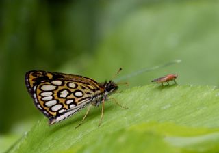 Beyaz Benekli Zpzp (Heteropterus morpheus)