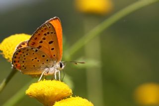 Kk Ate Gzeli (Lycaena thersamon)