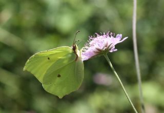 Orakkanat (Gonepteryx rhamni)