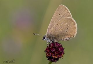 Esmer Korubeni (Phengaris nausithous)