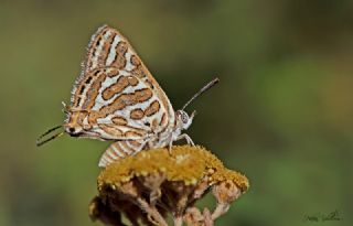 eytanck (Cigaritis acamas)