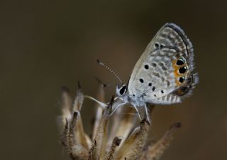 Mcevher Kelebei (Chilades trochylus)