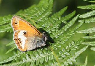 Funda Zpzp Perisi (Coenonympha arcania)