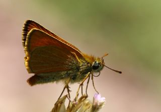 Sar Antenli Zpzp (Thymelicus sylvestris)