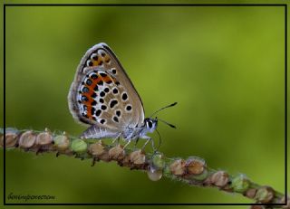 das Mavisi, Esmergz (Plebejus idas)
