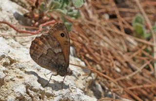 Mersin Kzlmelei (Hipparchia mersina)