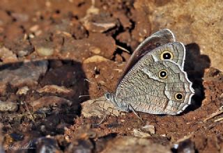 Beyaz Bandl Karamelek (Hipparchia parisatis)