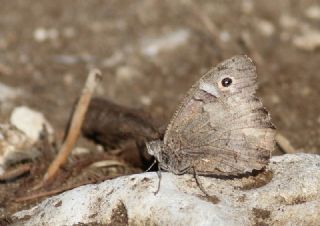 Aa Karamelei (Hipparchia statilinus)