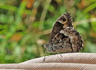 Byk Karamelek (Hipparchia syriaca)