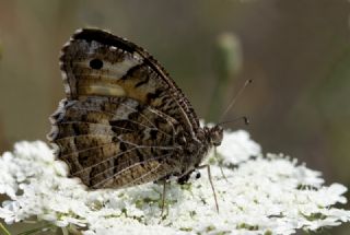 Step Cads (Chazara anthe)
