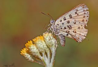 Akdeniz eytanc (Cigaritis cilissa)