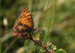 Benekli Byk parhan (Melitaea phoebe)