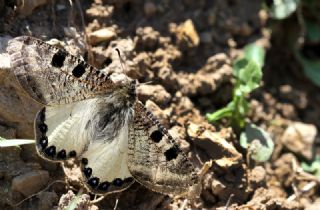 Yalanc Apollo (Archon apollinus)