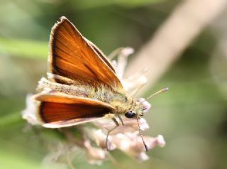 Siyah Antenli Zpzp (Thymelicus lineolus)
