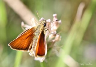 Siyah Antenli Zpzp (Thymelicus lineolus)