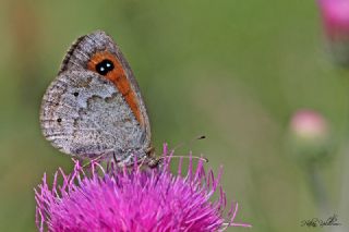 Harem Gzelesmeri (Erebia ottomana)