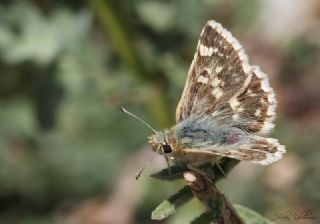 Anadolu Zpzp (Muschampia proteides)