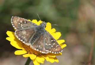 Byk Boz Zpzp (Pyrgus alveus)