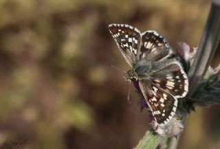 Gzel Zpzp (Pyrgus cinarae)