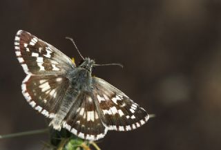 Gzel Zpzp (Pyrgus cinarae)