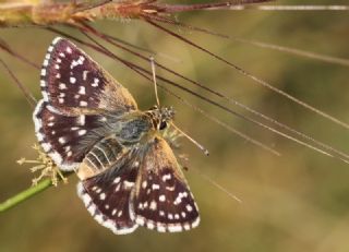 Kzl Zpzp (Spialia orbifer)