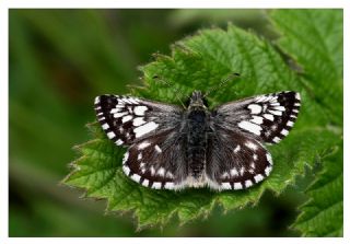 Ebegmeci Zpzp (Pyrgus malvae)