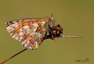 Kafkas Meneke Kelebei (Boloria caucasica)