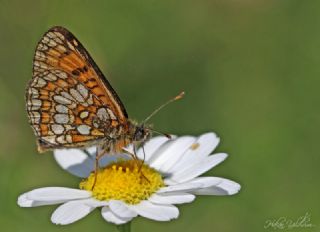 Kafkasyal Amannisa (Mellicta  caucasogenita)