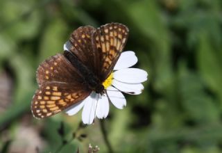 Kafkasyal Amannisa (Mellicta  caucasogenita)