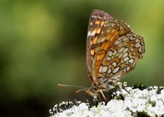 Funda parhan (Melitaea irka)