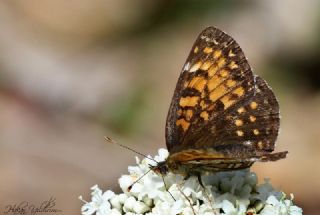 Funda parhan (Melitaea irka)
