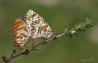 Kafkasyal parhan (Melitaea interrupta)