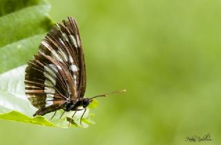 Szlen Karakz (Neptis rivularis)