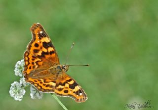 Anadolu ehzadesi (Thaleropis ionia)