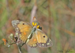 Anadolu Azameti (Colias aurorina)