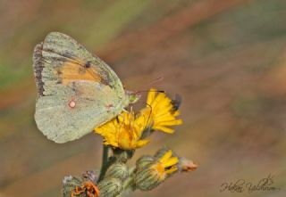 Anadolu Azameti (Colias aurorina)