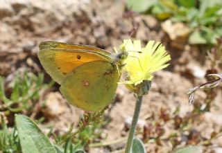 Turan Azameti (Colias thisoa)