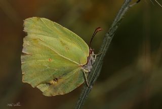 Anadolu Orakkanad (Gonepteryx farinosa)