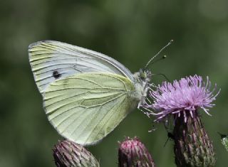 Yalanc Beyazmelek (Pieris pseudorapae)