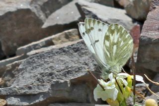 Doruklarn Beneklimelei (Pontia callidice)