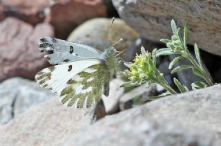 Kk Beneklimelek (Pontia chloridice)
