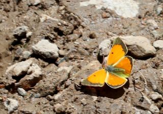 Kafkas Azameti (Colias caucasica)