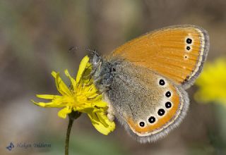 Rus Zpzp Perisi (Coenonympha leander)