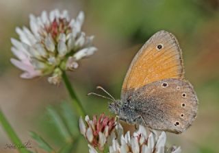 Kafkasya Zpzp Perisi (Coenonympha symphita)