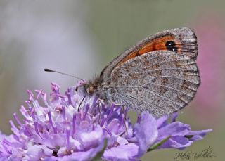 Kafkas Gzelesmeri (Erebia graucasica )