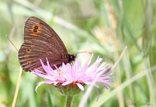 Orman Gzelesmeri (Erebia medusa )